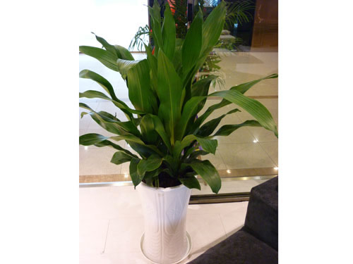 養(yǎng)護(hù)公司如何對(duì)花卉租賃進(jìn)行養(yǎng)護(hù)，有什么好處?